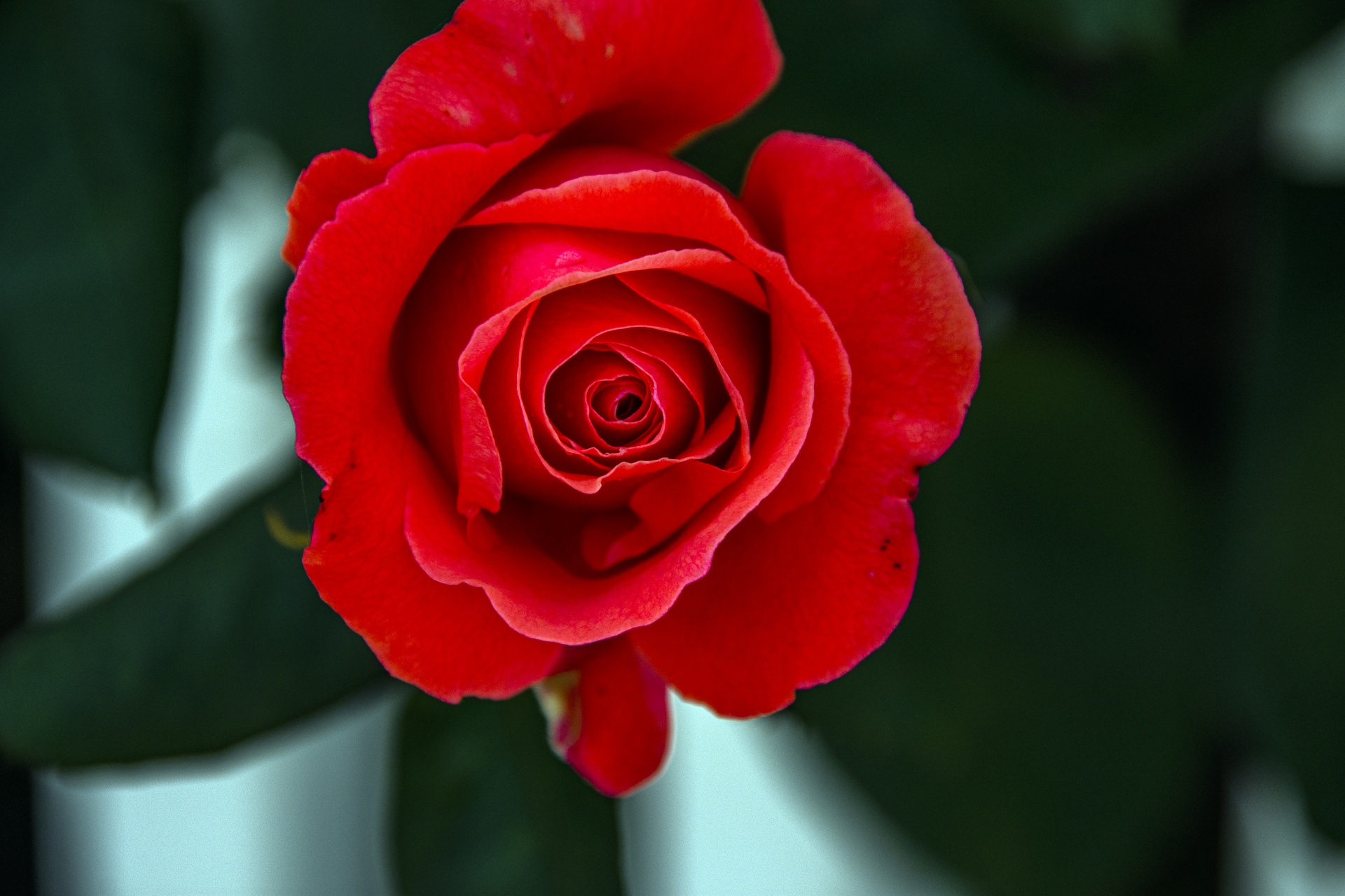 Valentine Red Rose Free Stock Photo - Public Domain Pictures