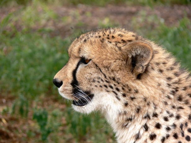 Cheetah In Profile Free Stock Photo - Public Domain Pictures