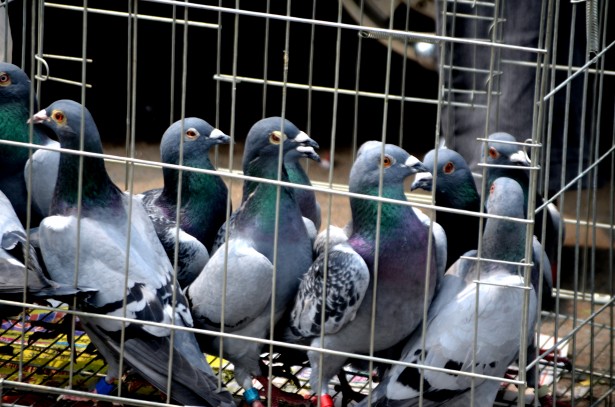 Homing Pigeons Free Stock Photo - Public Domain Pictures