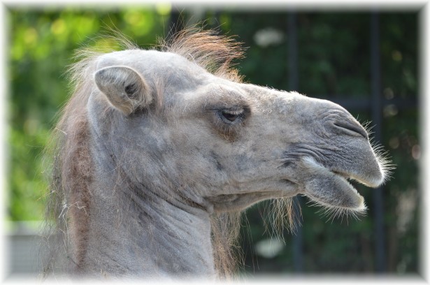 Camel - Big Smile Free Stock Photo - Public Domain Pictures