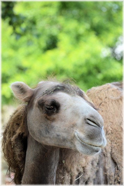 Camel - The Portrait 3 Free Stock Photo - Public Domain Pictures