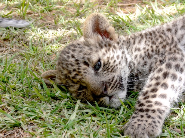 Leopard couche de base bas 