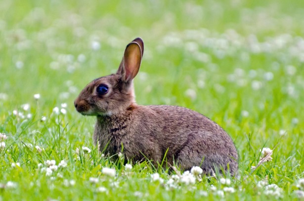 Kaninchen Kostenloses Stock Bild - Public Domain Pictures