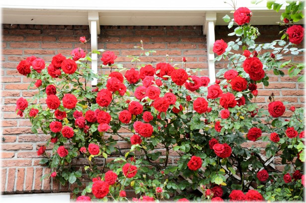 Trandafiri Roșii 2 Poza Gratuite Public Domain Pictures