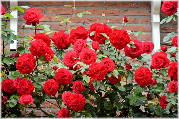 Red Roses Free Stock Photo - Public Domain Pictures