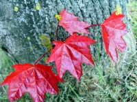 Folhas vermelhas