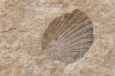 Um fóssil de casca