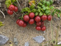 小红莓葡萄IDA（1）