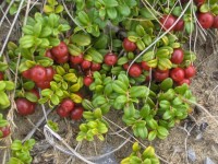 Cranberries Vine Ida (2)