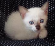 白化缅甸小猫