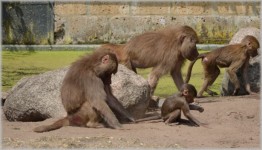 Maimute, babuini 02