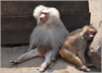 Monkeys, baboons 07