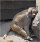 Maimute, babuini 08
