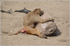 Maimute, babuini 12