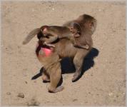 Maimute, babuini stabilit 2.02