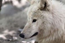 Lobo ártico
