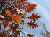 Herbst-Ahornblätter