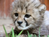 Cara del bebé guepardo
