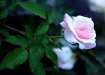 Baba rózsaszín rózsa 2