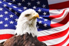 Bald Eagle och en flagga