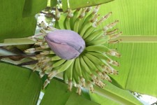 Flor del árbol de plátano
