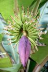 Floare copac banana