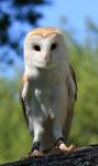 Barn Owl Portret Close-up