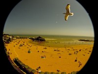 Beach e Seagull