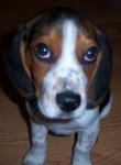 Cucciolo di Beagle