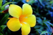 Bellezza del fiore giallo