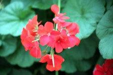 Begonia Red Flower