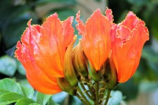 Big orange flower