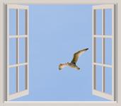 Vogel fliegen vorbei Fenster