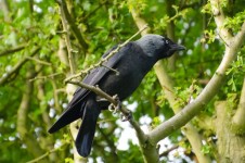 Bird - Csóka - Corvus monedula