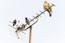 Uccelli seduto su Antenne