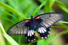 černá bílá červená motýl