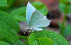 Niebieski motyl zielony las