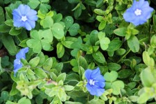 Blue Flowers And Green Leaves