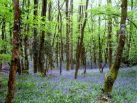 Bluebells w lesie