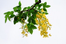 Branch with yellow flowers