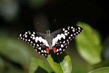 Papillon gros plan sur le congé