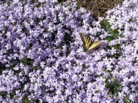 Mariposa en la flor