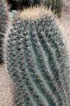 Cactus con aghi