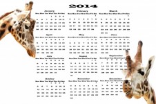 Calendario 2014 - giraffa