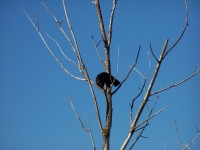 Kat in een boom