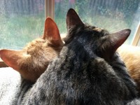 Gatos que dormem por janela, virado para