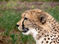 Cheetah em perfil