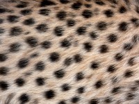 Cheetah vlekken