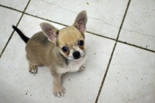 Chihuahua Puppy (d)