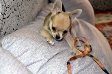Chihuahua štěně (e)